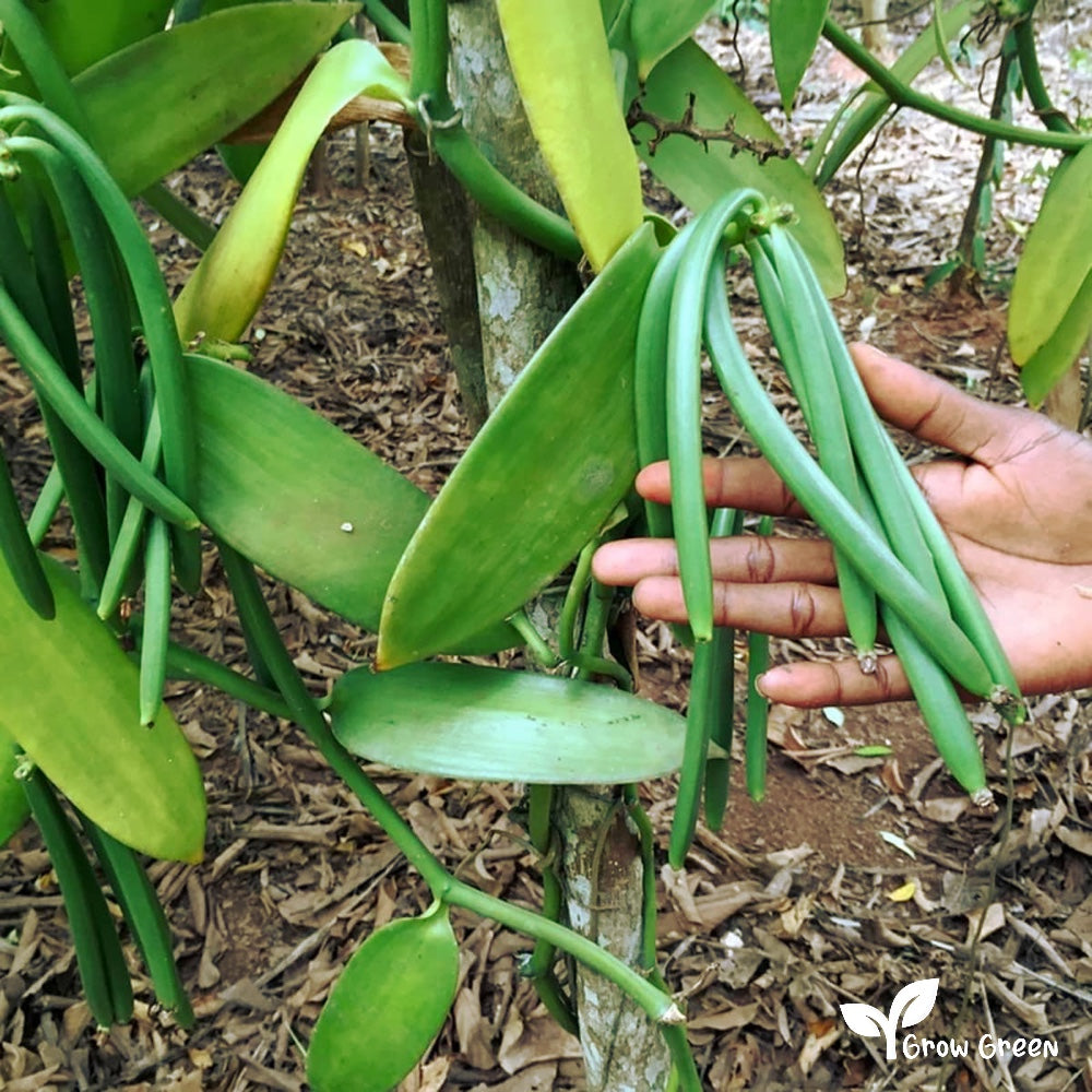 100 seeds Common Vanilla Orchid - VANILLA PLANIFOLIA + Gift 5 seeds Sunflower