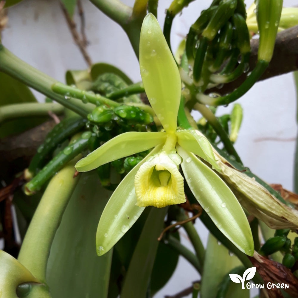 100 seeds Common Vanilla Orchid - VANILLA PLANIFOLIA + Gift 5 seeds Sunflower