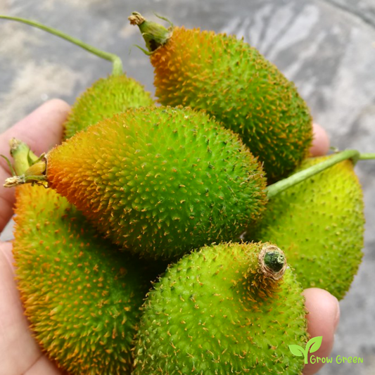 1 seed of Spiny Gourd - MOMORDICA DIOICA + Gift 5 seeds Sunflower