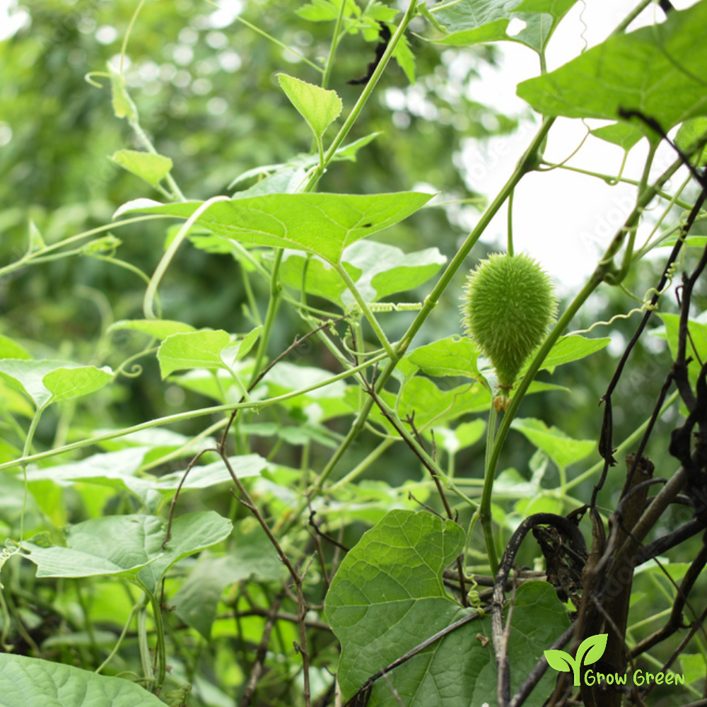 1 seed of Spiny Gourd - MOMORDICA DIOICA + Gift 5 seeds Sunflower