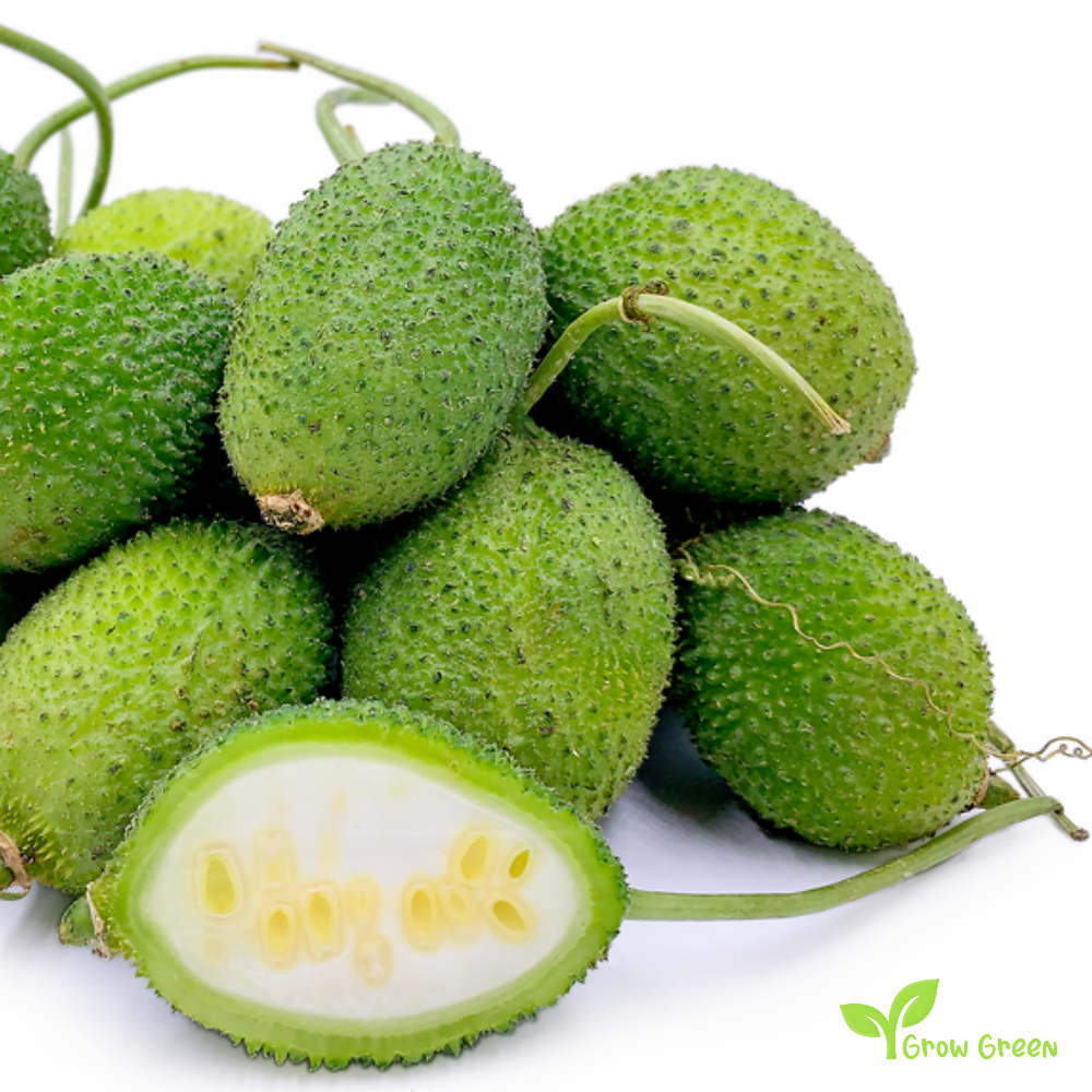 1 seed of Spiny Gourd - MOMORDICA DIOICA + Gift 5 seeds Sunflower