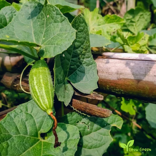 3 seeds of Pointed Gourd - TRICHOSANTHES DIOICA + Gift 5 seeds Sunflower