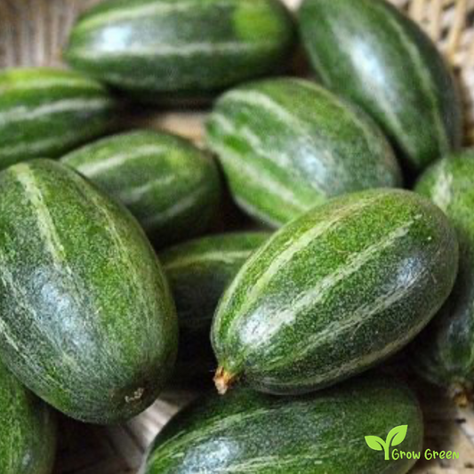 3 seeds of Pointed Gourd - TRICHOSANTHES DIOICA + Gift 5 seeds Sunflower