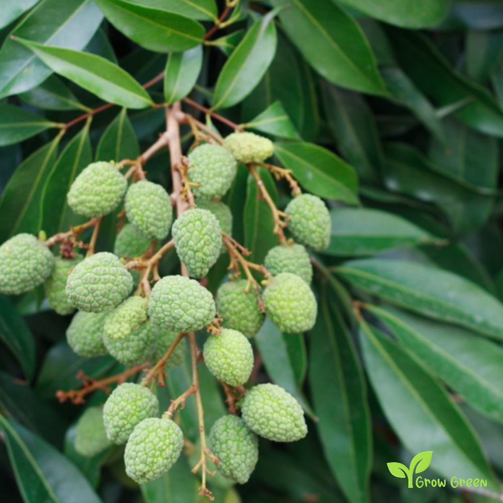 1 seed of Lychee - LITCHI CHINENSIS + Gift 5 seeds Sunflower