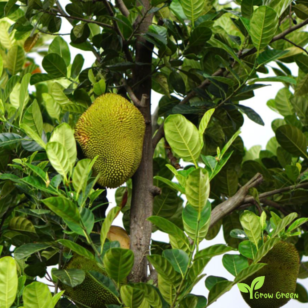 7 seeds Jackfruit - ARTOCARPUS HETEROPHYLLUS - Jack Tree + Gift 5 seeds Sunflower