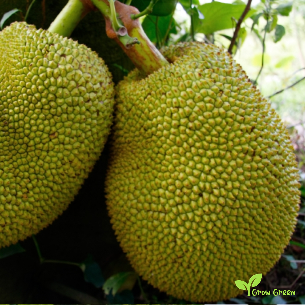 7 seeds Jackfruit - ARTOCARPUS HETEROPHYLLUS - Jack Tree + Gift 5 seeds Sunflower