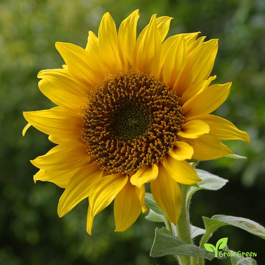 100 seeds Black Oil Sunflower - HELIANTHUS ANNUUM + Gift 5 seeds Passiflora Edulis