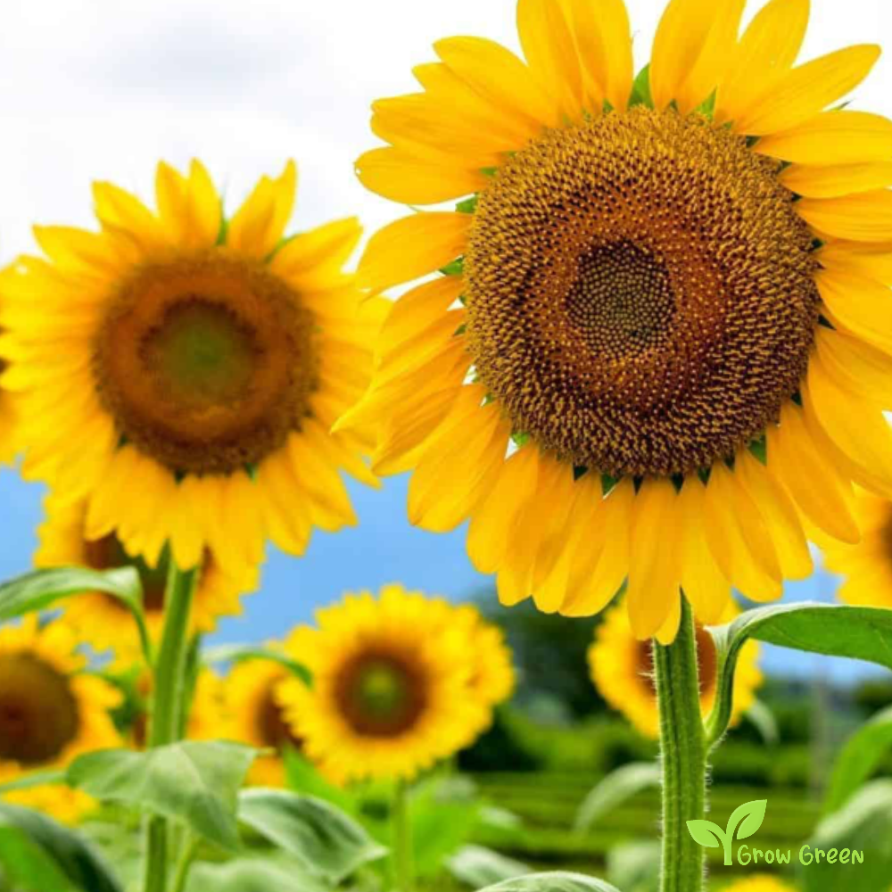 100 seeds Black Oil Sunflower - HELIANTHUS ANNUUM + Gift 5 seeds Passiflora Edulis