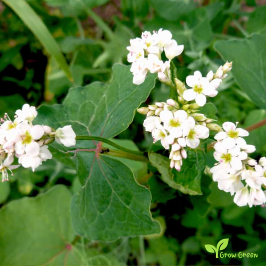 100 seeds Buckwheat - FAGOPYRUM ESCULENTUM + Gift 5 seeds Sunflower