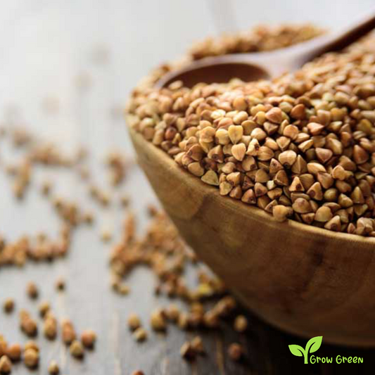 100 seeds Buckwheat - FAGOPYRUM ESCULENTUM + Gift 5 seeds Sunflower