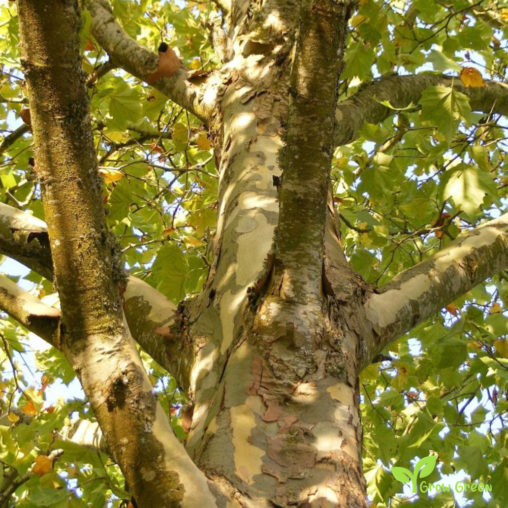 50 seeds Plane Tree - PLATANUS + Gift 5 seeds Sunflower