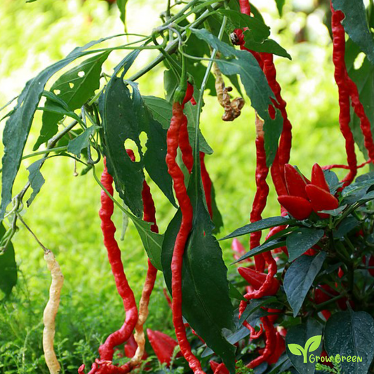 5 seeds Chilli Thunder Mountain Longhorn Pepper - CAPSICUM ANNUUM + Gift 5 seeds Sunflower