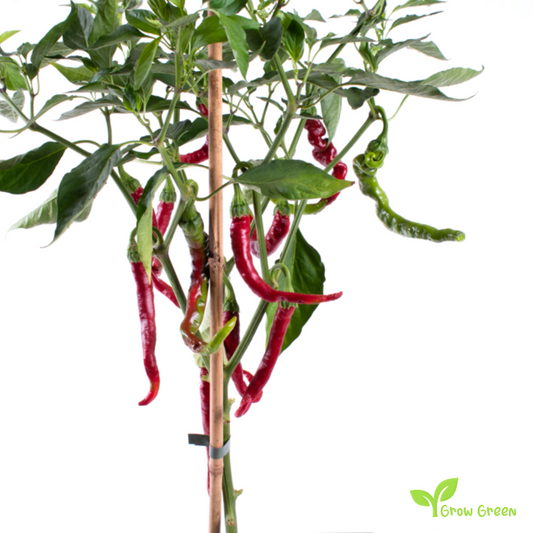 5 seeds Chilli Thunder Mountain Longhorn Pepper - CAPSICUM ANNUUM + Gift 5 seeds Sunflower