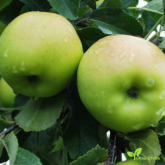 5 seeds of Green Apple - MALUS DOMESTICA + Gift 5 seeds Sunflower