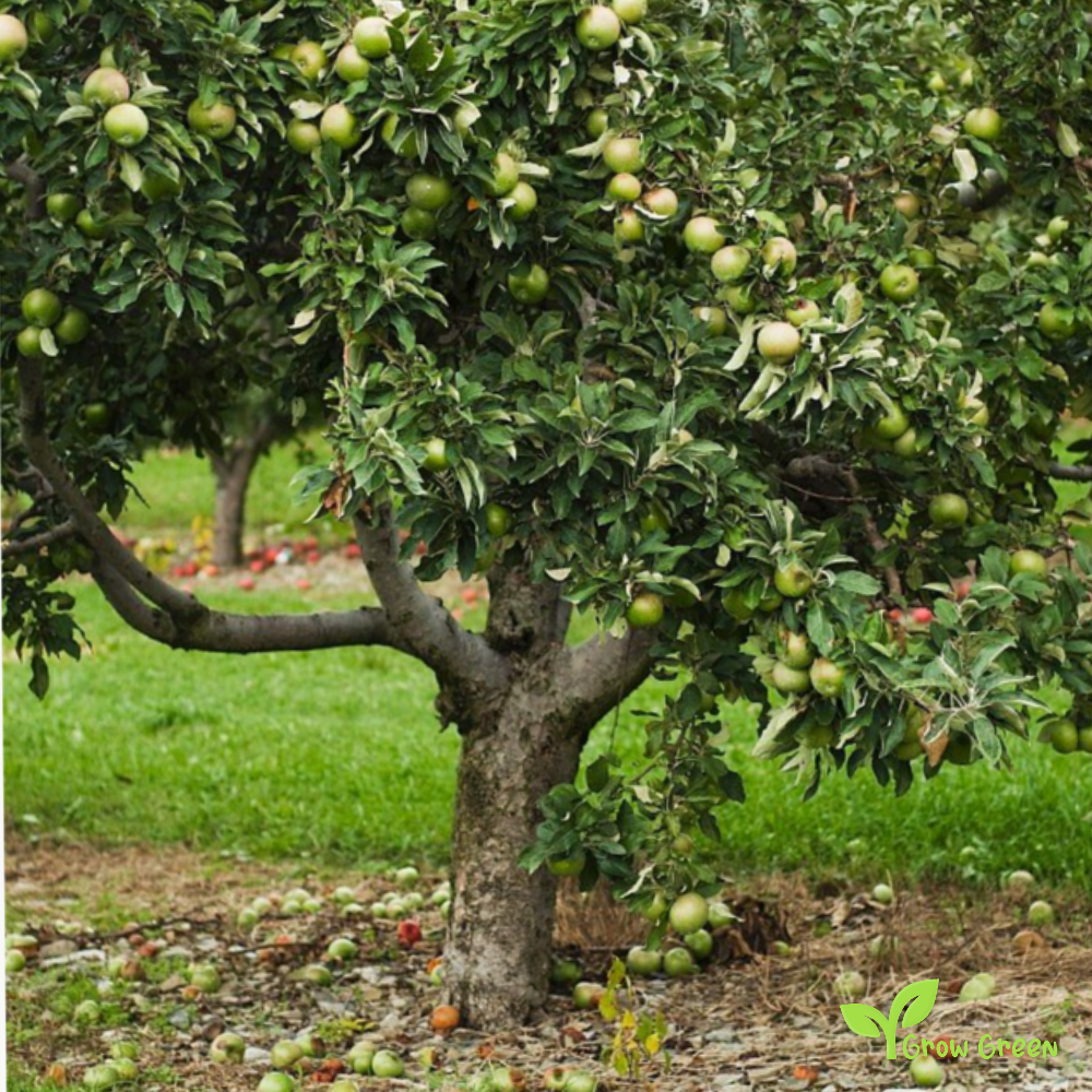 5 seeds of Green Apple - MALUS DOMESTICA + Gift 5 seeds Sunflower