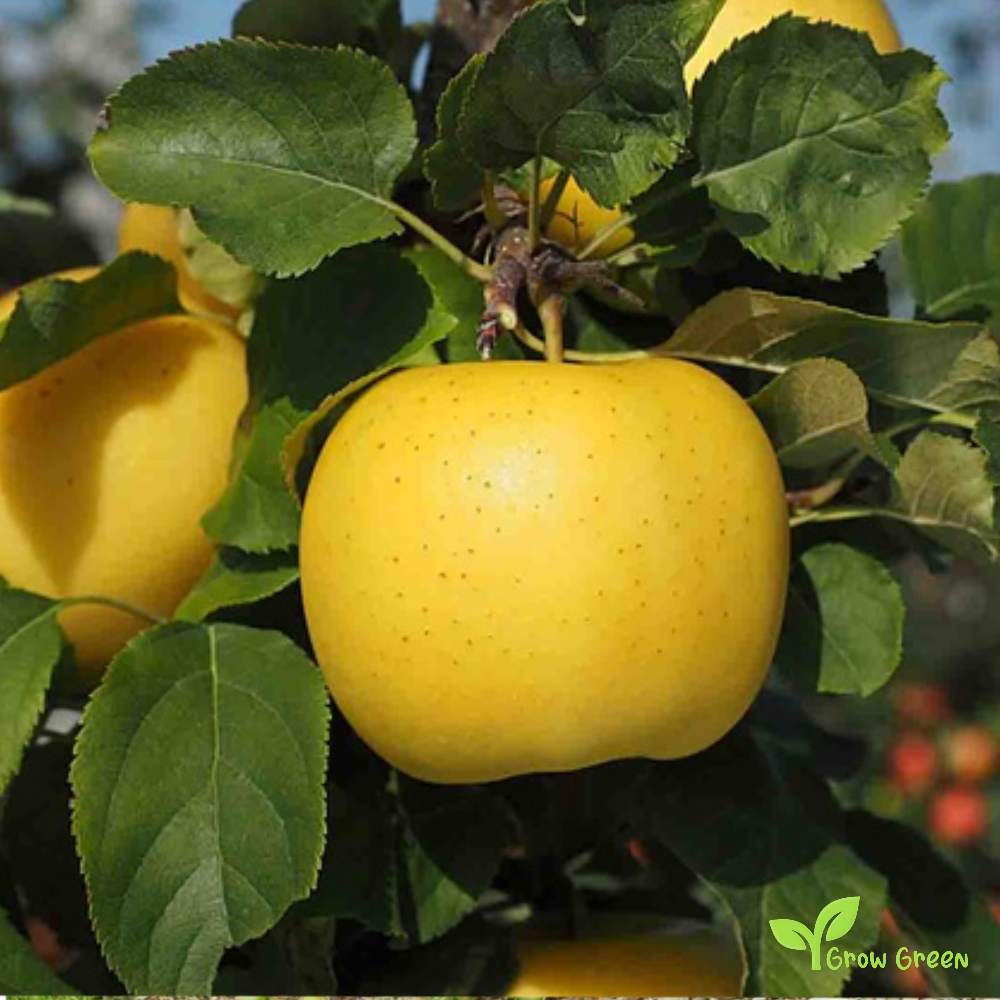 5 seeds of Yellow Apple - MALUS DOMESTICA + Gift 5 seeds Sunflower