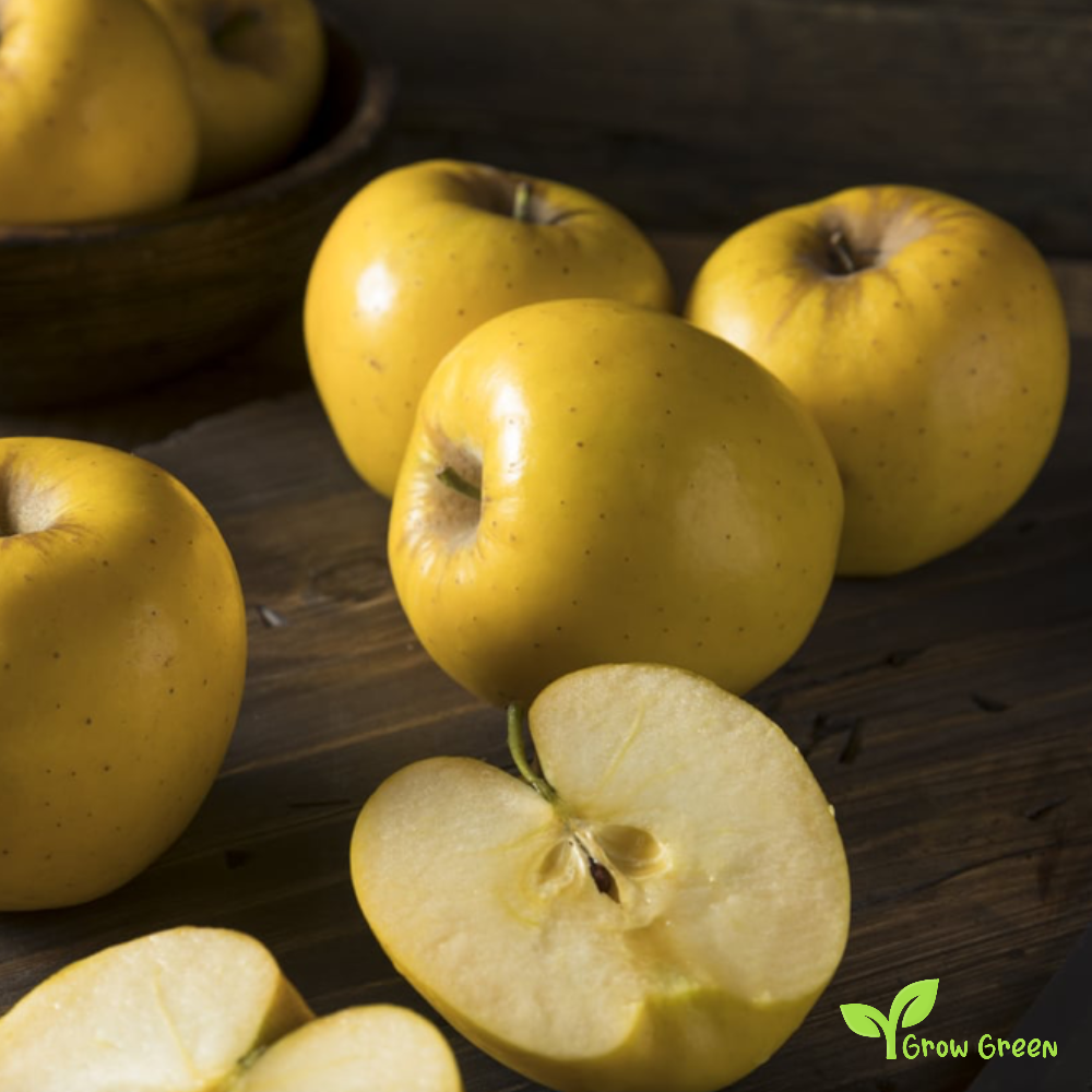 5 seeds of Yellow Apple - MALUS DOMESTICA + Gift 5 seeds Sunflower