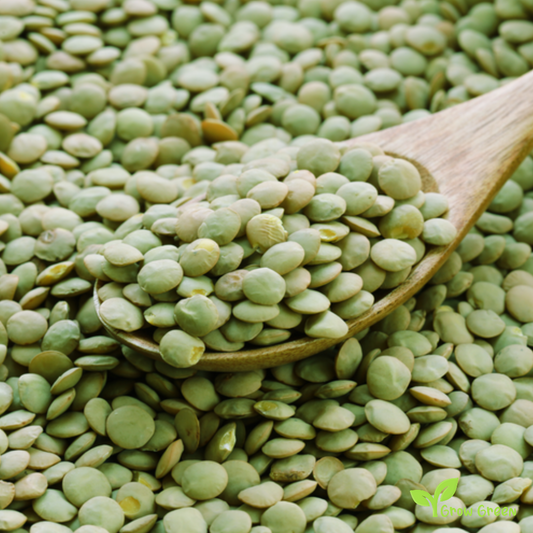 100 seeds of Green Lentil - LENS CULINARIS - ESCULENTA + Gift 5 seeds Sunflower