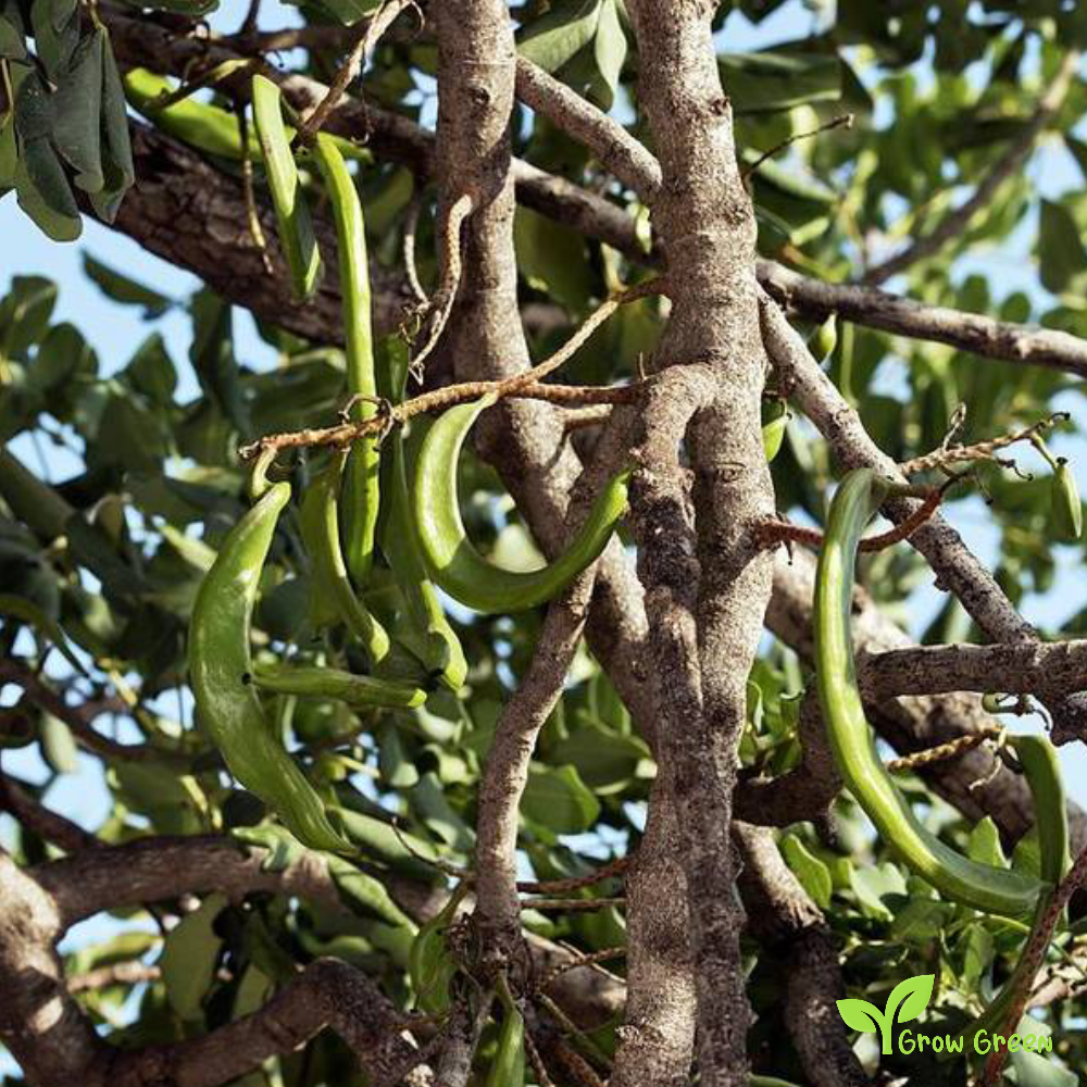 5 seeds of Carob - CERATONIA SILIQUA + Gift 5 seeds Sunflower
