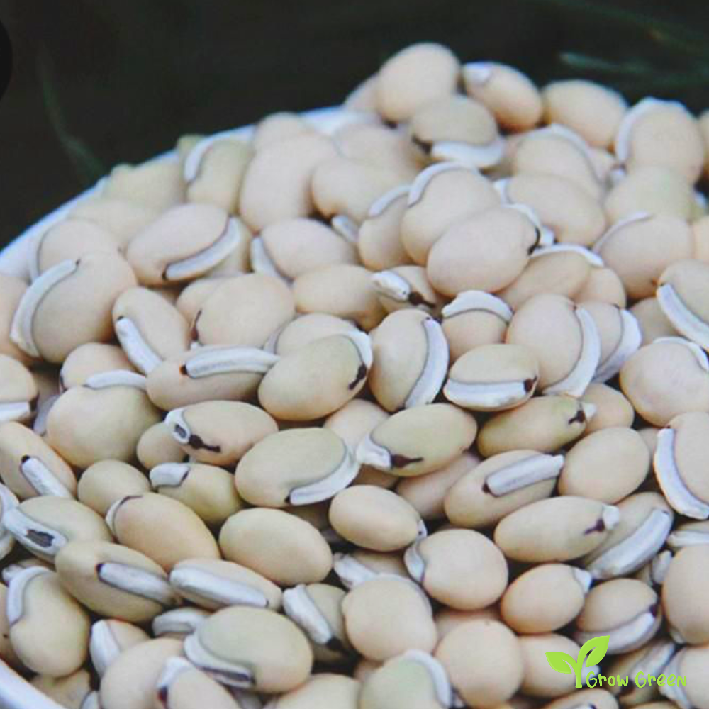 30 seeds of mixed random colour Lablab Purpureus - HYACINTH BEAN  Dolichos + Gift 5 seeds of Sunflower