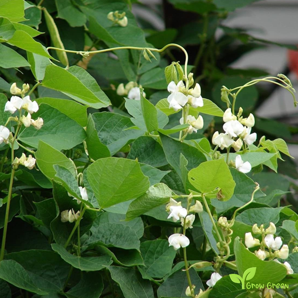 50 seeds of Lablab Purpureus - HYACINTH BEAN - Dolichos + Gift 5 seeds Sunflower