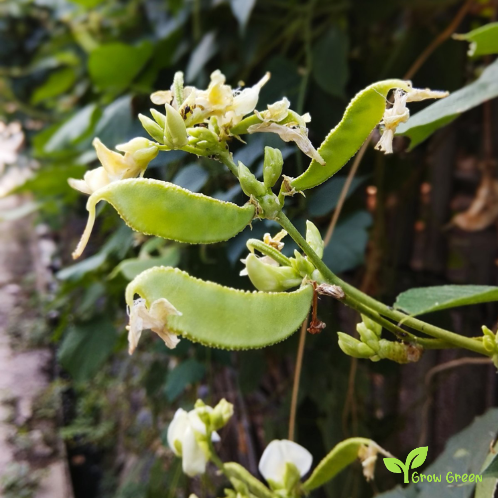 50 seeds of Lablab Purpureus - HYACINTH BEAN - Dolichos + Gift 5 seeds Sunflower