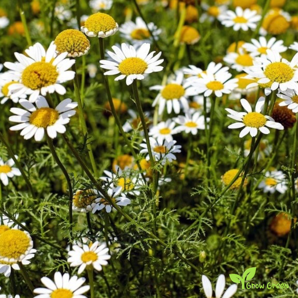100 seeds of Chamomile - MATRICARIA CHAMOMILLA - Camomile  + Gift 5 seeds Sunflower