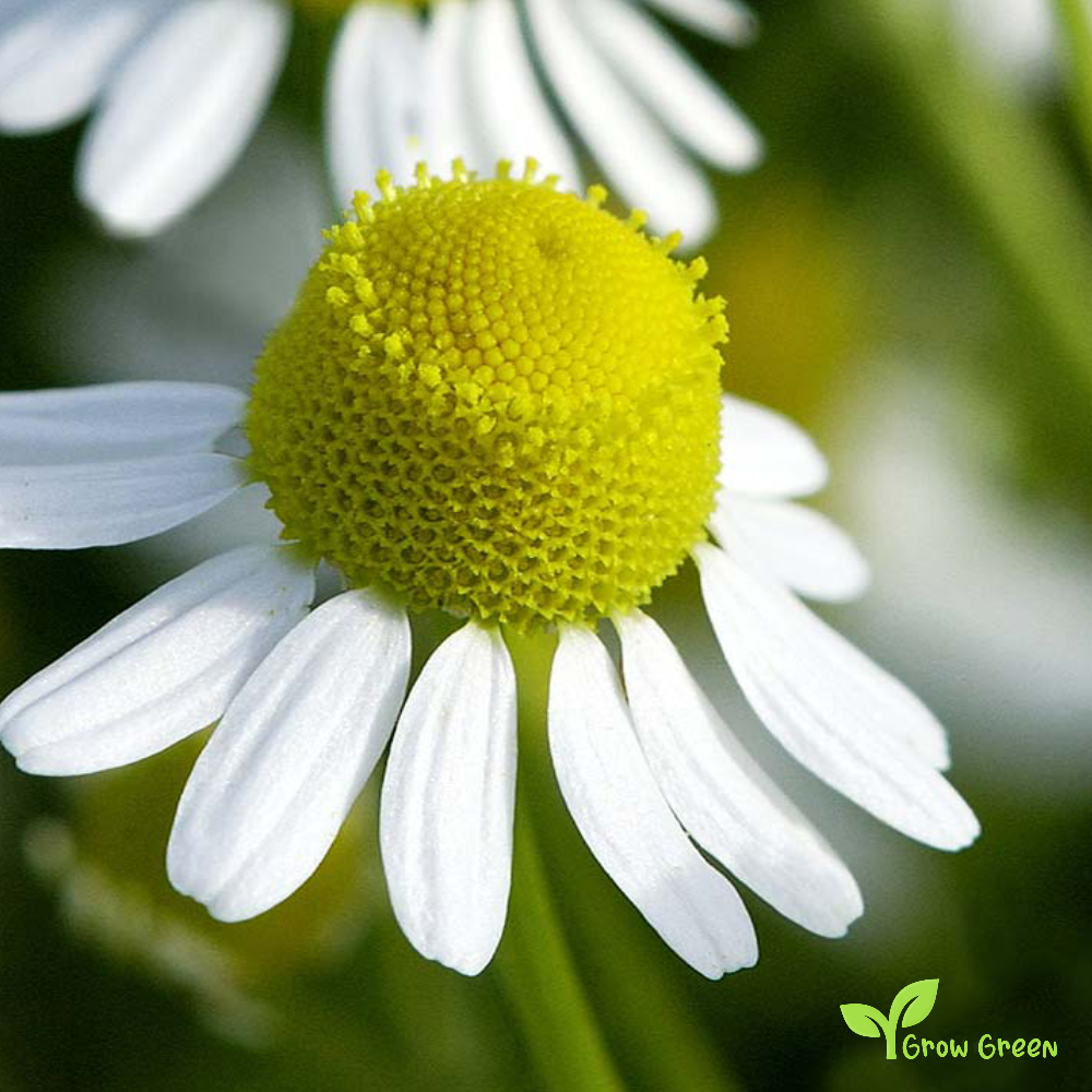 100 seeds of Chamomile - MATRICARIA CHAMOMILLA - Camomile  + Gift 5 seeds Sunflower