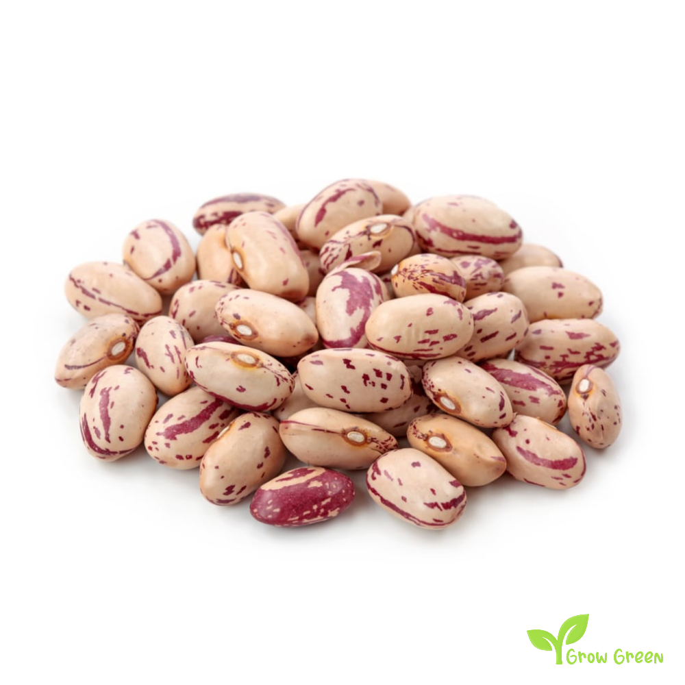 Cranberry Bean 50 SEEDS - PHASEOLUS VULGARIS - Borlotti + 5 seeds of Sunflower