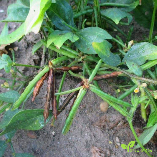 100 seeds of Moth Bean - VIGNA ACONITIFOLIA - Matki + Gift 5 seeds Sunflower