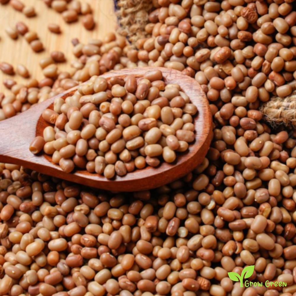 100 seeds of Moth Bean - VIGNA ACONITIFOLIA - Matki + Gift 5 seeds Sunflower