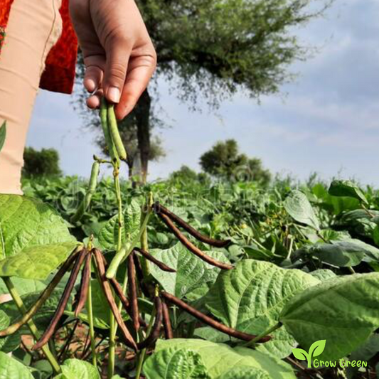 100 seeds of Urad Bean - VIGNA MUNGO - Black Gram + Gift 5 seeds Sunflower