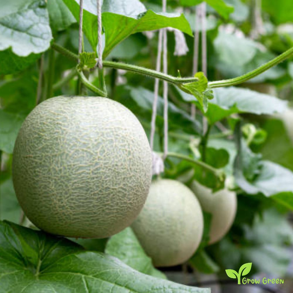 30 seeds of Galia Melon - CUCUMIS MELO var. RETICULATUS + Gift 5 seeds Sunflower