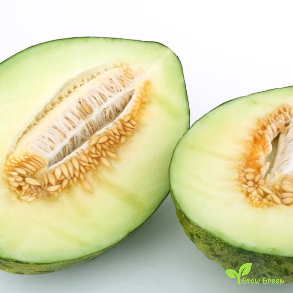 30 seeds of Santa Claus Melon - CUCUMIS MELO + Gift 5 seeds Sunflower