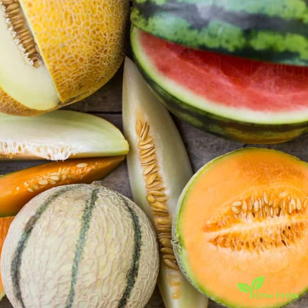 30 seeds of Canary Melon - CUCUMIS MELO + Gift 5 seeds Sunflower