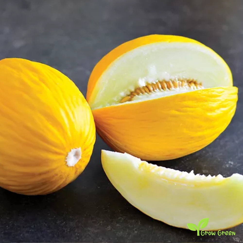 30 seeds of Canary Melon - CUCUMIS MELO + Gift 5 seeds Sunflower