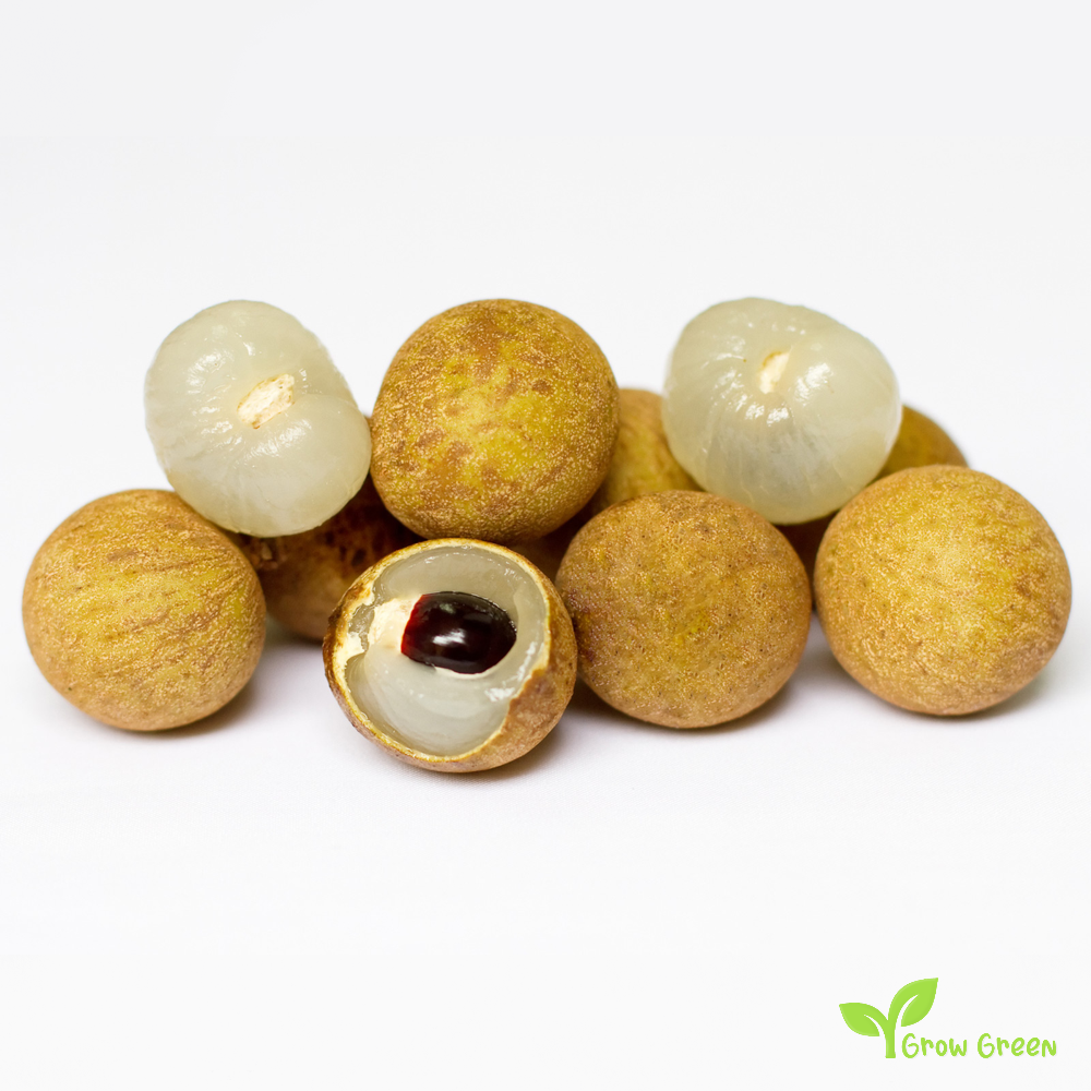 3 seeds of Longan - DIMOCARPUS LONGAN + Gift 5 seeds Sunflower