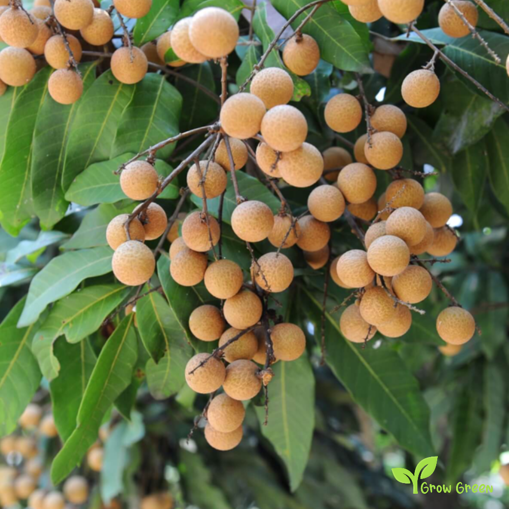 3 seeds of Longan - DIMOCARPUS LONGAN + Gift 5 seeds Sunflower