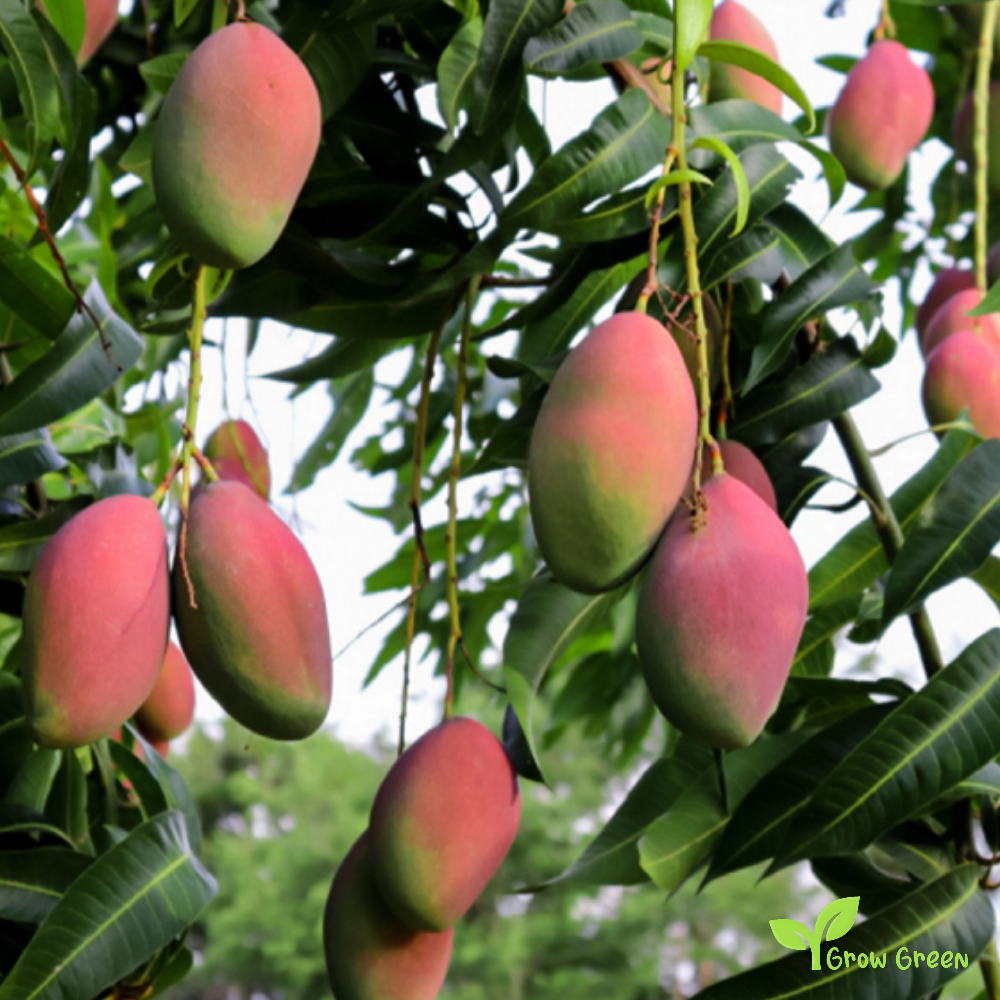 1 seed of Mango - MANGIFERA INDICA + Gift 5 seeds Sunflower