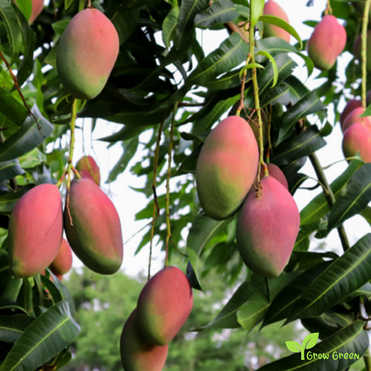 1 seed of Mango - MANGIFERA INDICA + Gift 5 seeds Sunflower