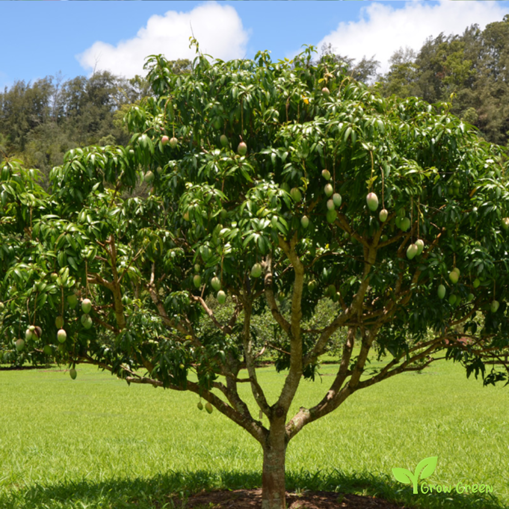 1 seed of Mango - MANGIFERA INDICA + Gift 5 seeds Sunflower