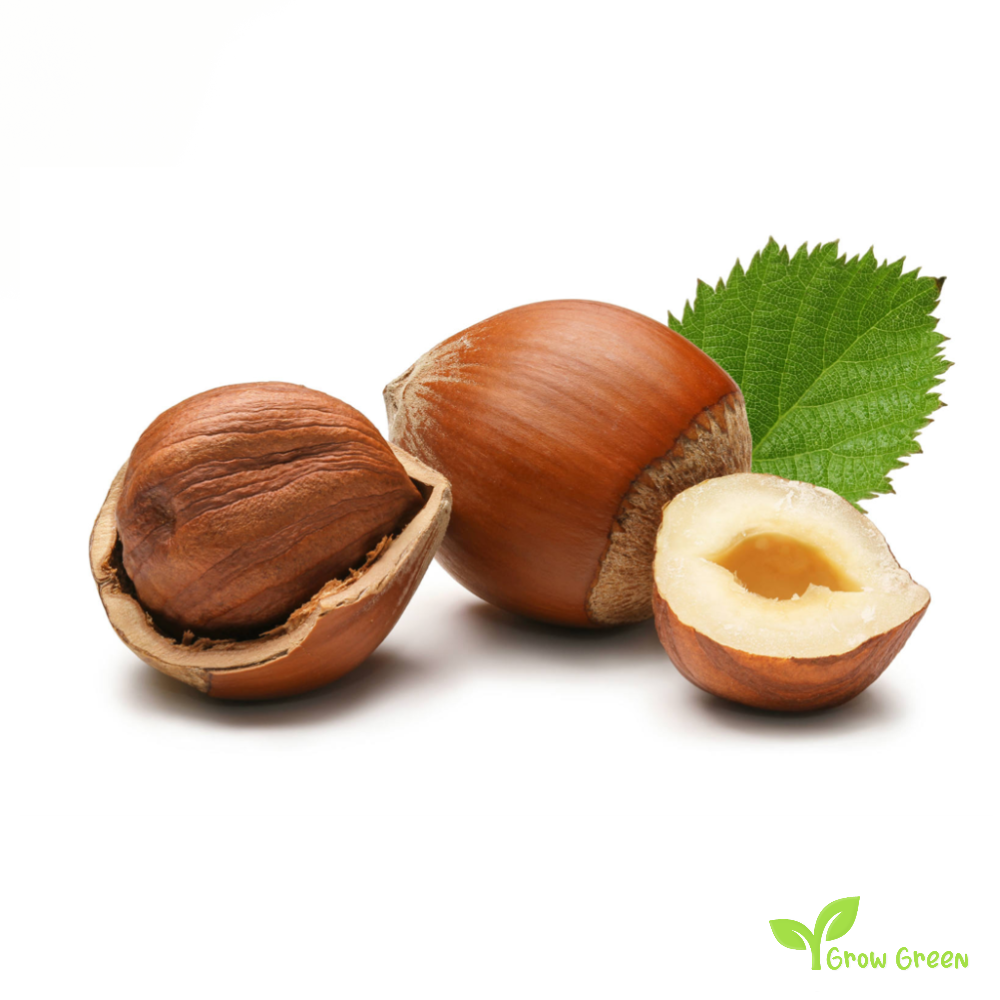 5 seeds of Hazelnut - CORYLUS - Cobnut + Gift 5 seeds Sunflower