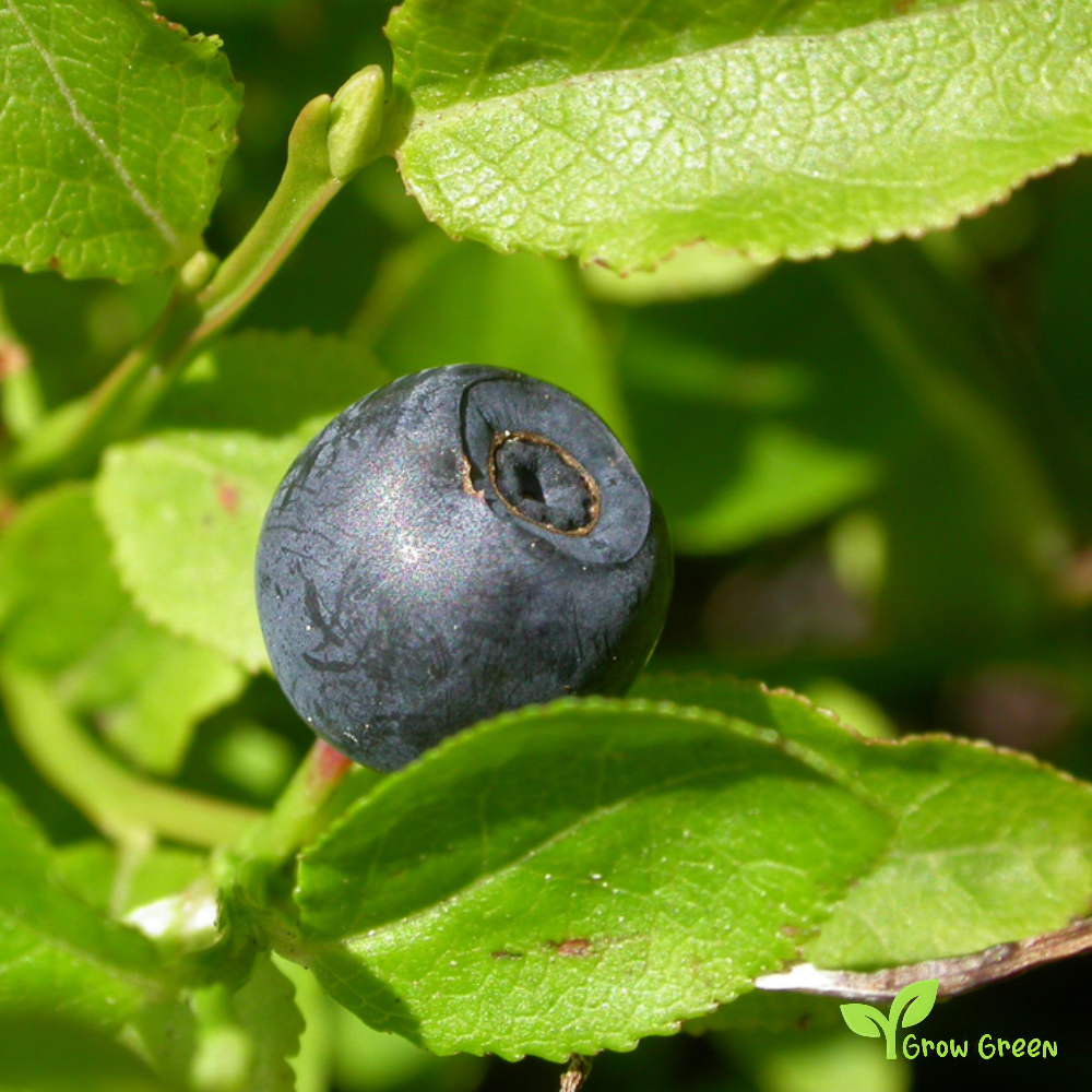 10 seeds of Blueberry - VACCINIUM MYRTILLUS + Gift 5 seeds Sunflower