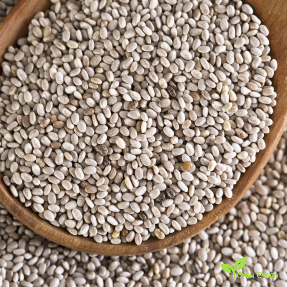 100 seeds of White Chia - SALVIA HISPANICA + Gift 5 seeds Sunflower