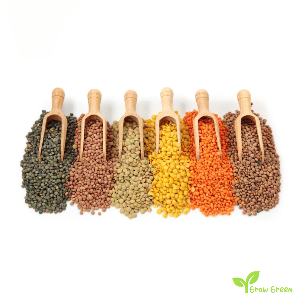 100 seeds of Brown Lentil - LENS CULINARIS - ESCULENTA + Gift 5 seeds Sunflower