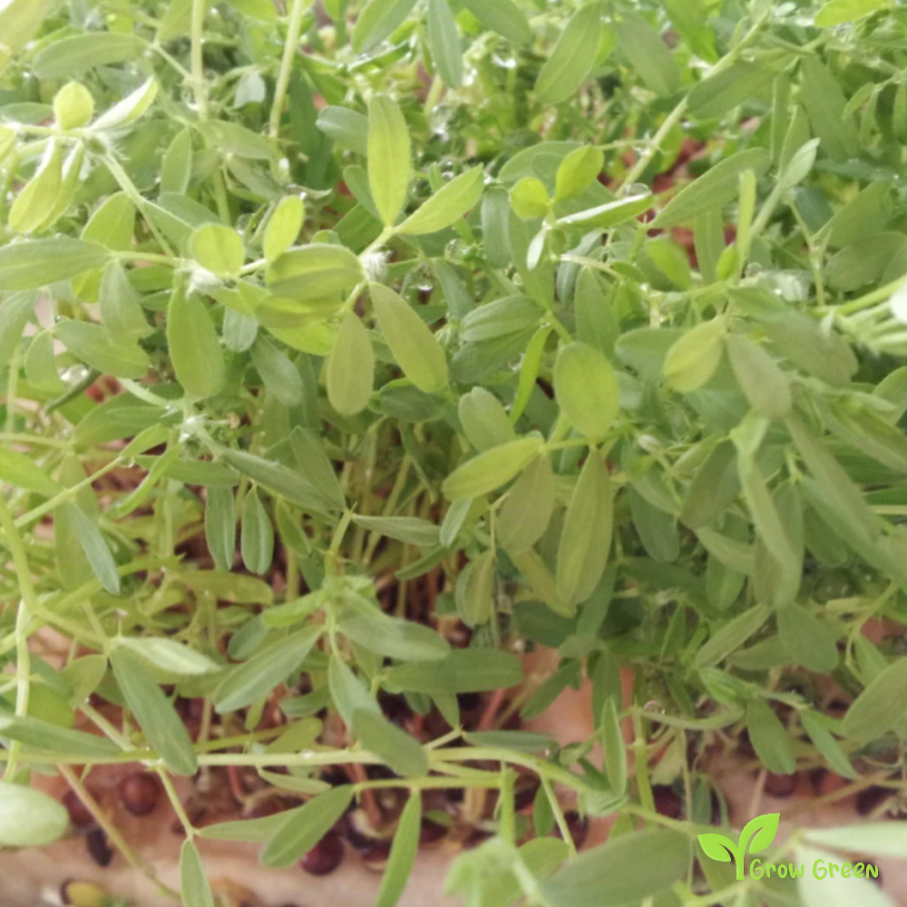 100 seeds of Brown Lentil - LENS CULINARIS - ESCULENTA + Gift 5 seeds Sunflower