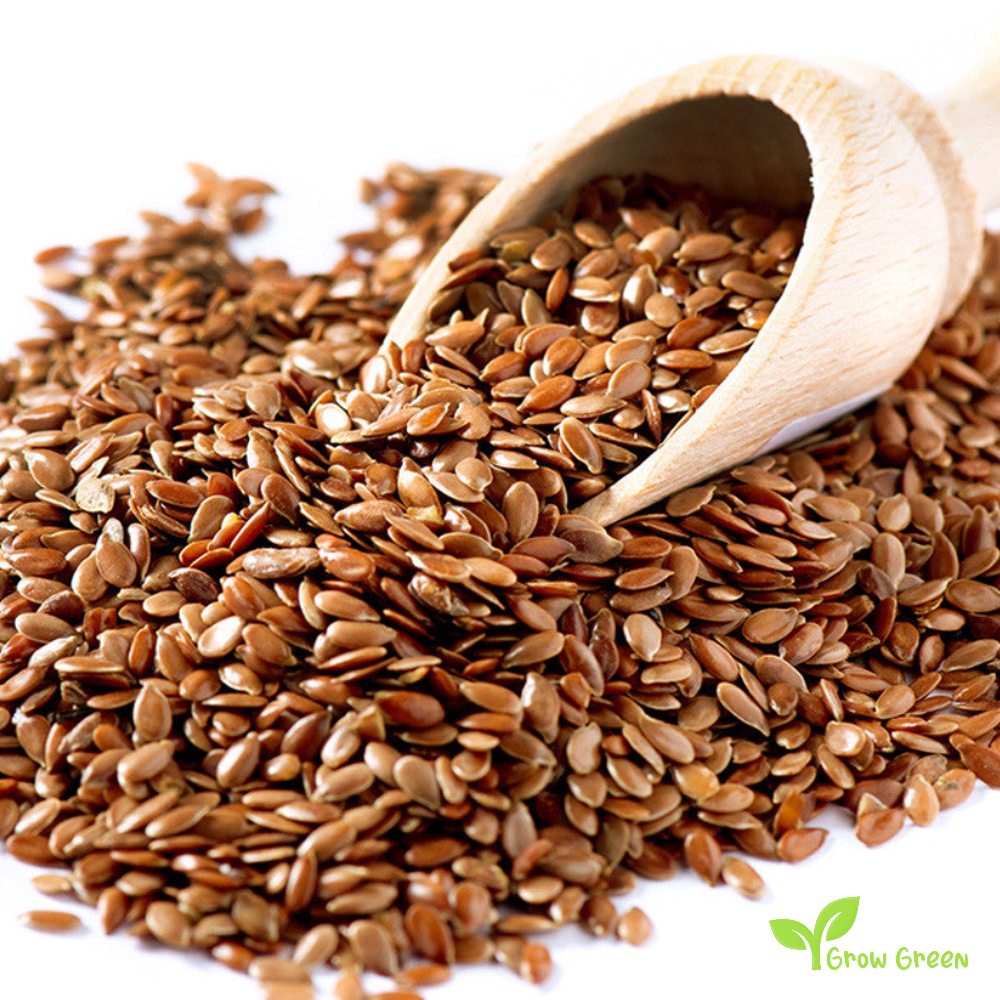 100 seeds of Brown Flax - LINUM USITATISSIMUM - Linen + Gift 5 seeds Sunflower