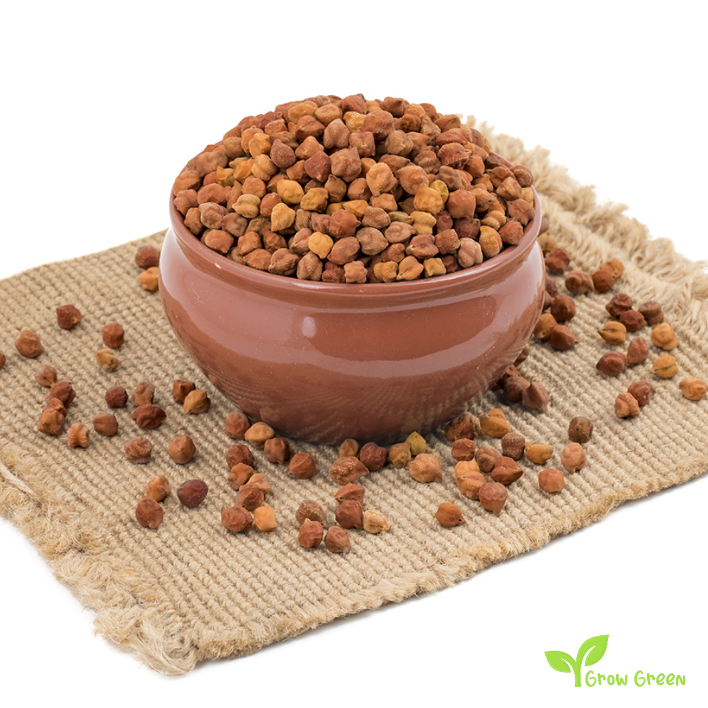 50 seeds of Brown Chickpea - CICER ARIETINUM + Gift 5 seeds Sunflower