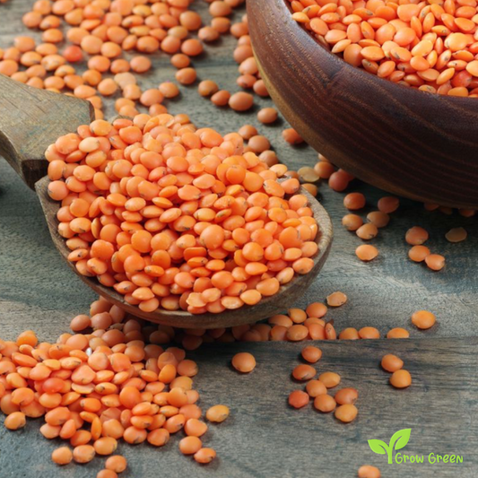 100 seeds of Red Lentils - LENS CULINARIS - ESCULENTA + Gift 5 seeds Sunflower