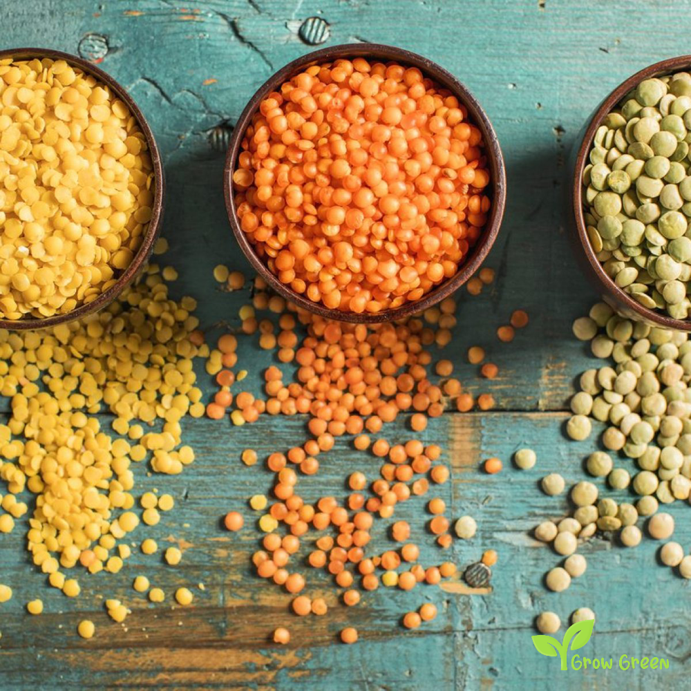 100 seeds of Red Lentils - LENS CULINARIS - ESCULENTA + Gift 5 seeds Sunflower